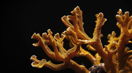 Leather Coral in the solid black background
