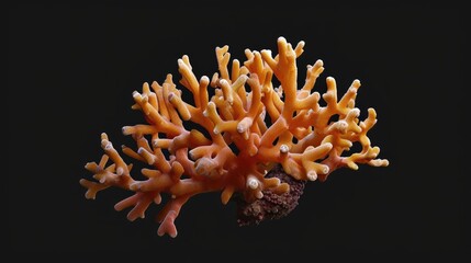 Fototapeta na wymiar Tube Coral in the solid black background