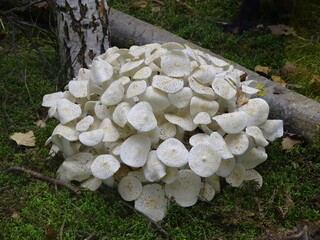 mushrooms on a tree