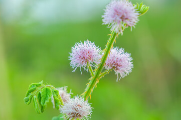 Bunga Putri Malu or Mimosa pudica flower