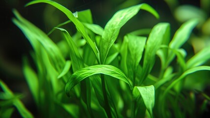 Close-up of lush green aquatic plants in soft focus, illustrating the vibrant life of a freshwater habitat