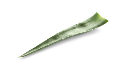 Green aloe vera leaf isolated on white