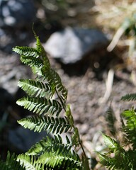 シダ類の植物