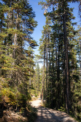 Scenic Gondola up the woods