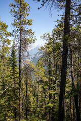 autumn forest in the morning
