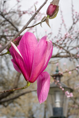 One pink magnolia flower on a cloudy day on a blurred background