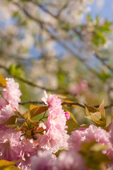 Pink sakura flower on a blurred background