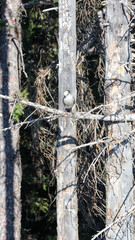 Fototapeta premium Canada jay on branch
