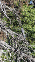 Canada jay on branch