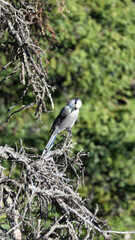Canada jay on branch