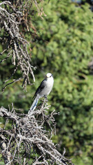 Canada jay on branch