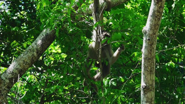 Woolly Spider Monkey on Tree