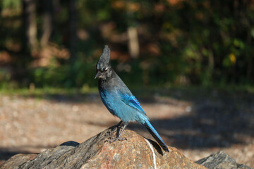 Steller's jay on a rock in nature