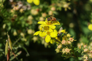 bee on yellow flower