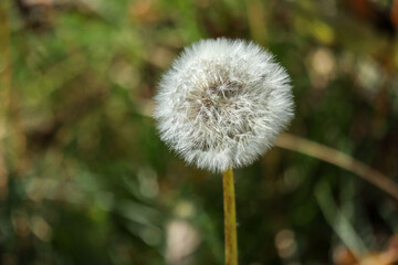 dandelion head