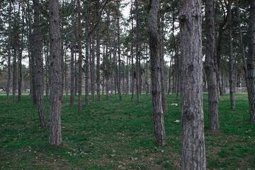Obraz premium Pine trees in the forest