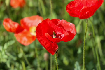 Obraz premium red poppy flower in garden