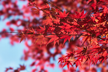 神奈川県　宮ヶ瀬のもみじ
