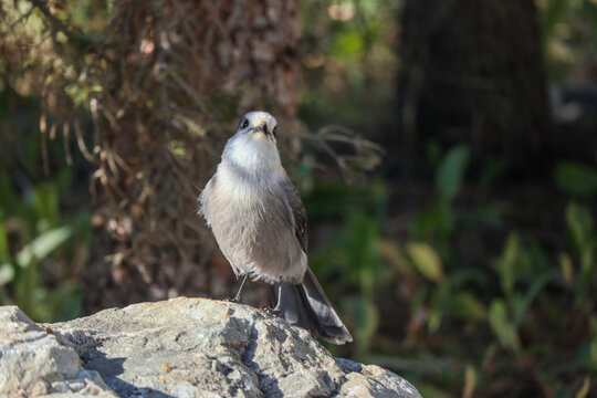 Canada jay bird on a rock