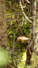Mushroom in the forest