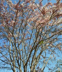 tree in bloom  against blue sky