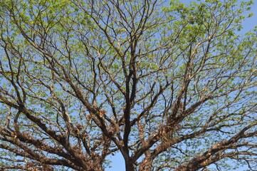 branches against blue sky