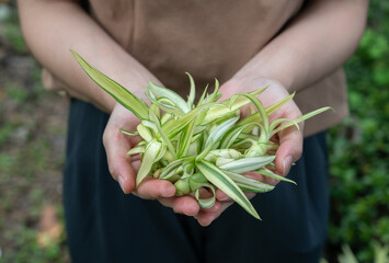 Someone hands picking small flowering of Furcraea foetida (or False Agave) It flowers only once in its life.