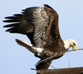 Bald Eagle Bringing Stick for Nest