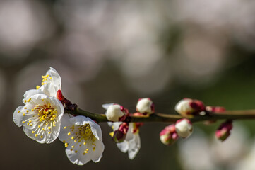 ピンクの梅の花と蕾、横構図