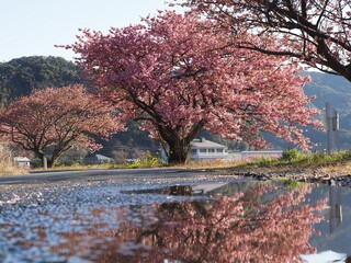 水たまりと河津桜
