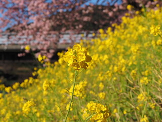 河津桜と一輪の菜の花