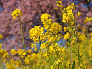 菜の花と桜
