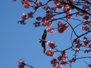 トンビと桜