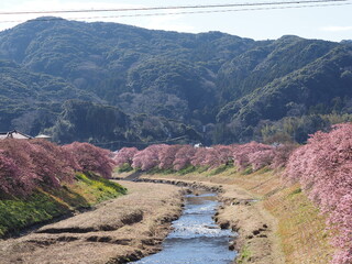 川と河津桜
