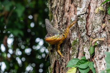 Tree-Dwelling Iguana