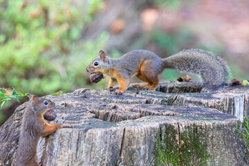 squirrel in the park
