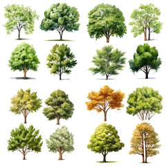 Seasonal Watercolor Tree Set Featuring a Variety of Green to Golden Foliage Collection