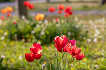 summer composition with red tulips on a blurred background