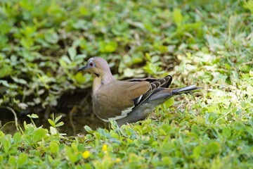 The white-winged dove (Zenaida asiatica) is a dove whose native range extends from the Southwestern United States through Mexico, Central America, and the Caribbean. Costa Rica.