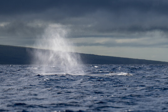 Humpback Whale Spout Blowing near Lahaina, Maui, Hawaii