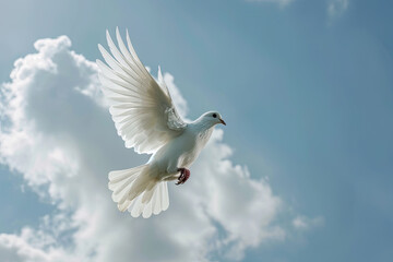white dove flying on blue sky for freedom concept,international day of peace, No war concept