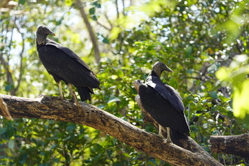 Black Vulture (Coragyps atratus) Cathartidae family. Costa Rica.