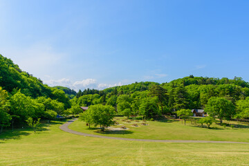 Fototapeta na wymiar 杜の都　仙台の新緑　水の森公園 