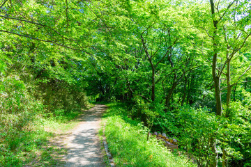 Fototapeta na wymiar 杜の都　仙台の新緑　水の森公園 