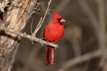 red cardinal on branch