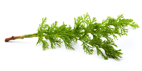 Close up shot of branch of fresh green dill herb leaves isolated on white background Anthem graveolent is an important medicinal and medicinal plant. The herb is also used in the Frankfurt green. - obrazy, fototapety, plakaty