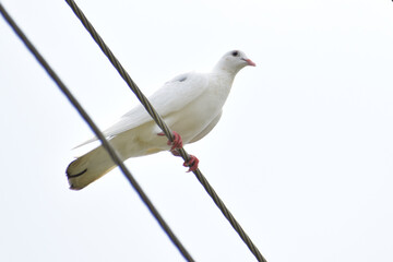 white dove on a branch