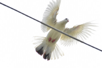 Obraz premium white dove flying