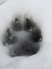 A canine paw print is left in the snow. 
