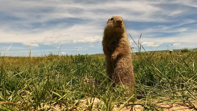 Prairie dog at attention against the summer sky